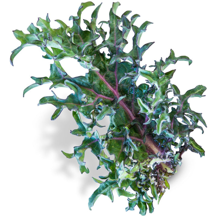 Single russian red kale leaf on a white background