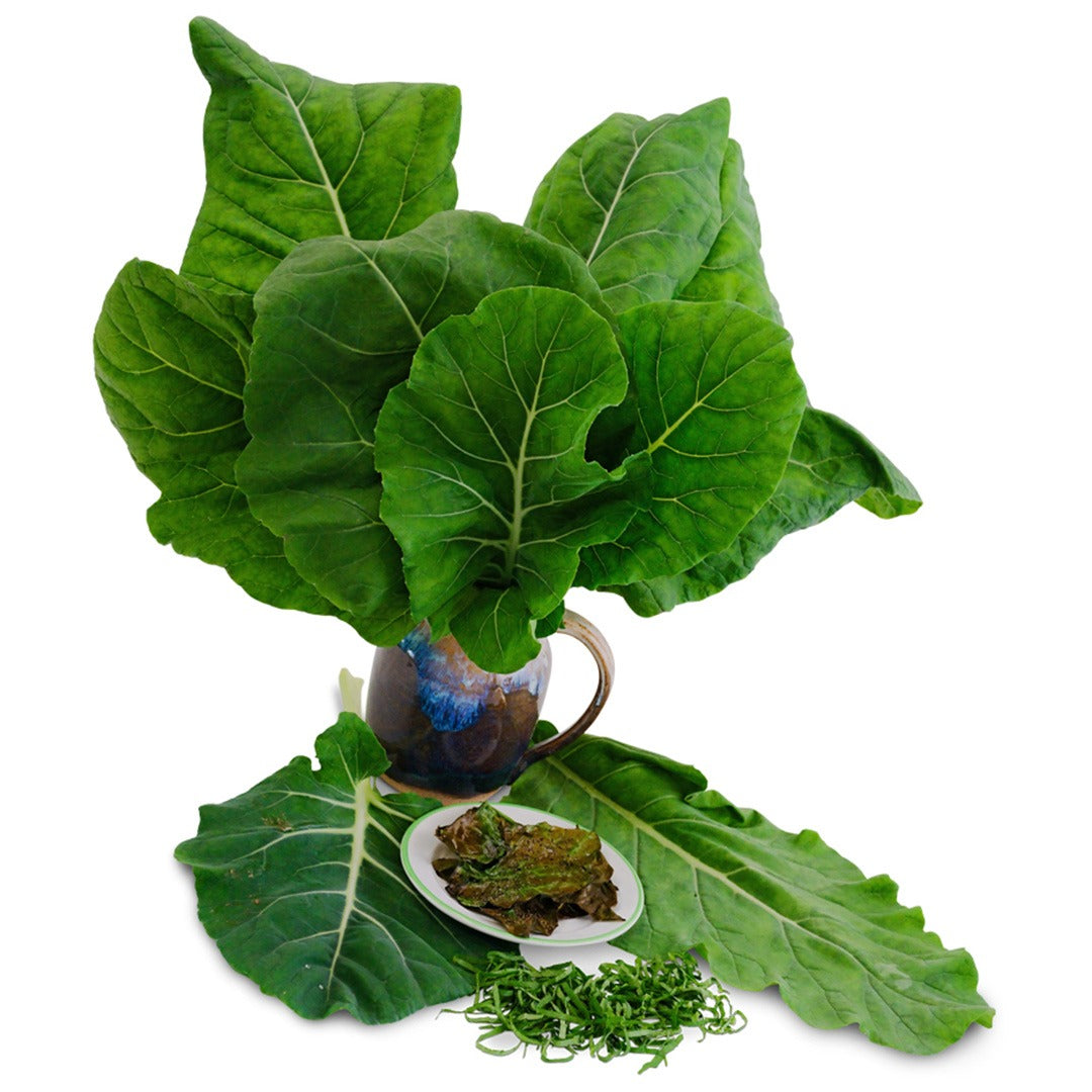 Sahara Kale leaves in a glass mug with leaves surround on a white background