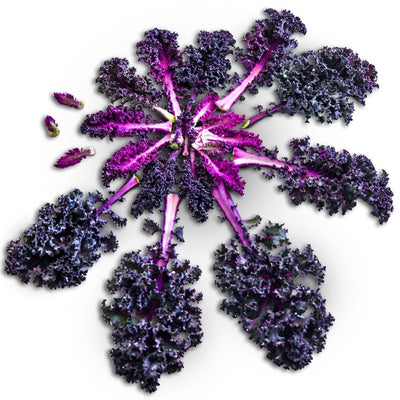 Kale Seeds, Scarlet