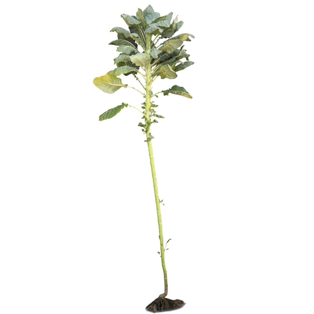 Walking Stick Kale on a white background.
