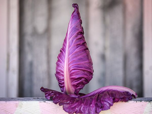 Cabbage Seeds, Kalibos