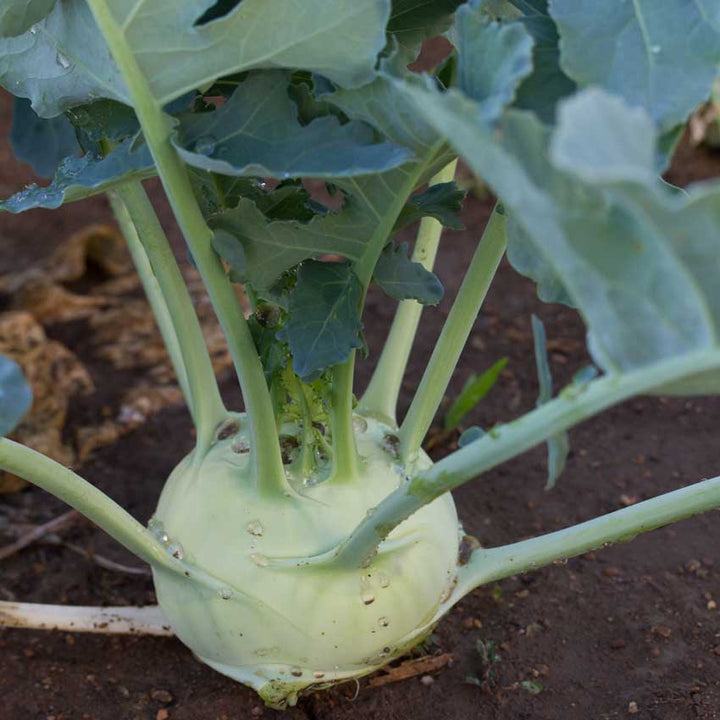 A whole plant of Early White Vienna Kohlrabi growing in the garden.