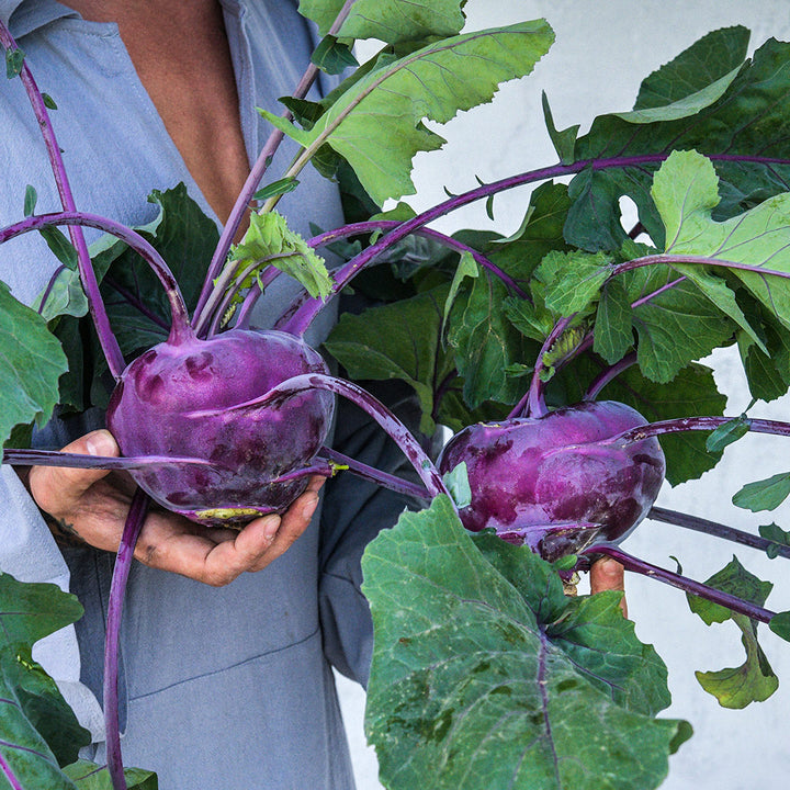A man in a grey tunic holding a pair of large Azur Kohlrabi with leaves against a grey background.