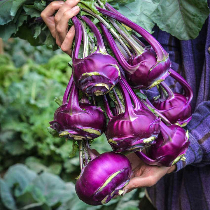 A bouquet of Blauer Speck Kohlrabi held by a gardener.