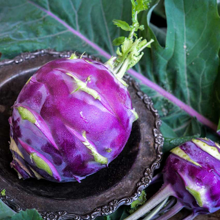 Close-up of Early Purple Vienna Kohlrabi gin in a metal bowl on top of Kohlrabi leaves.