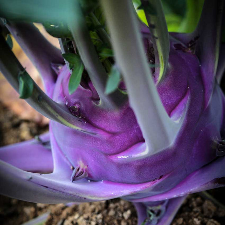 Close-up of Early Purple Vienna Kohlrabi growing in the garden.