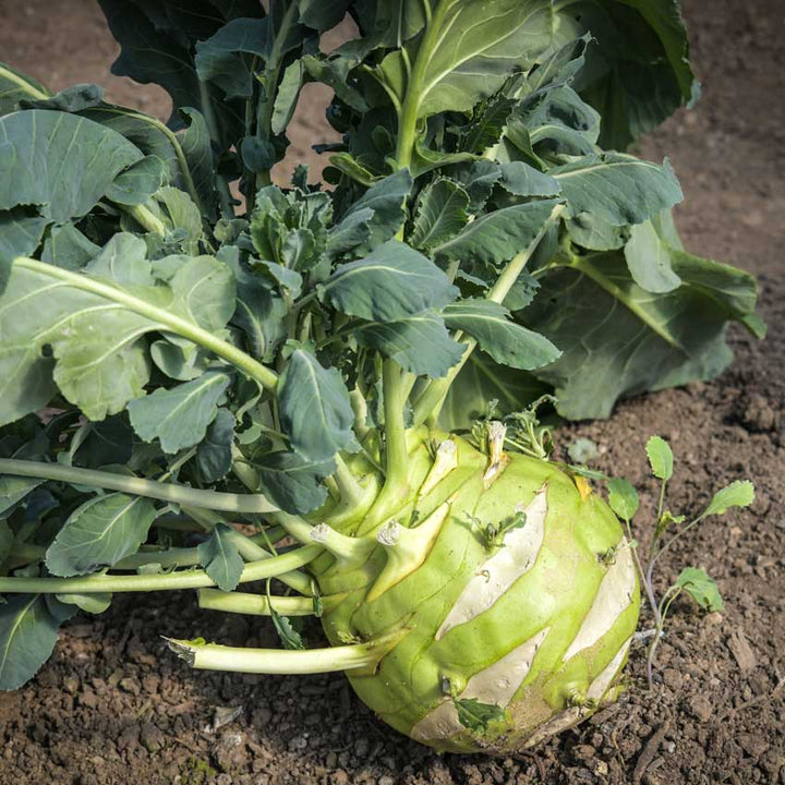Superschmelz or Giant White Kohlrabi growing in the garden.