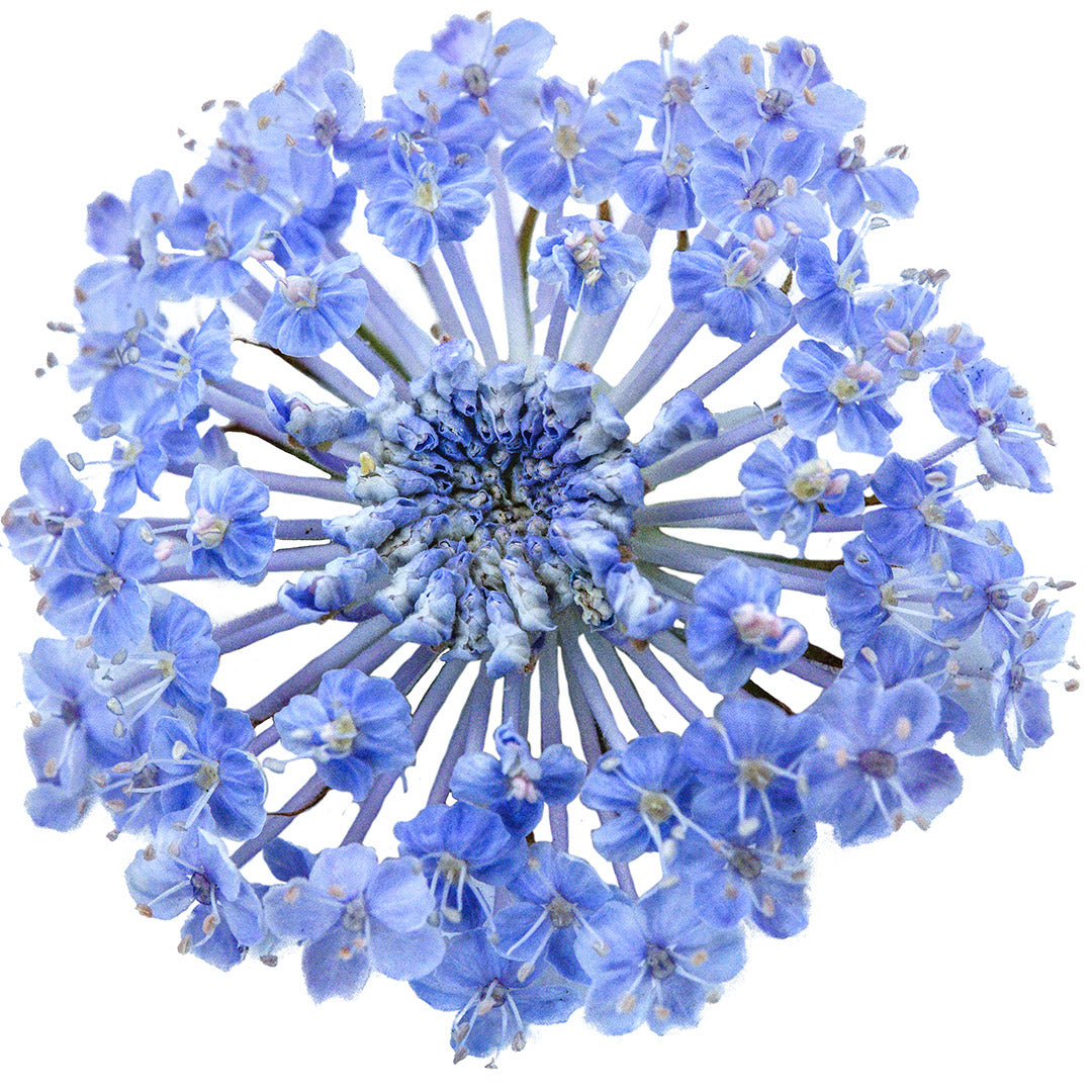 An extreme macro view of a single Blue Lace Flower.