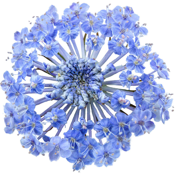 An extreme macro view of a single Blue Lace Flower.