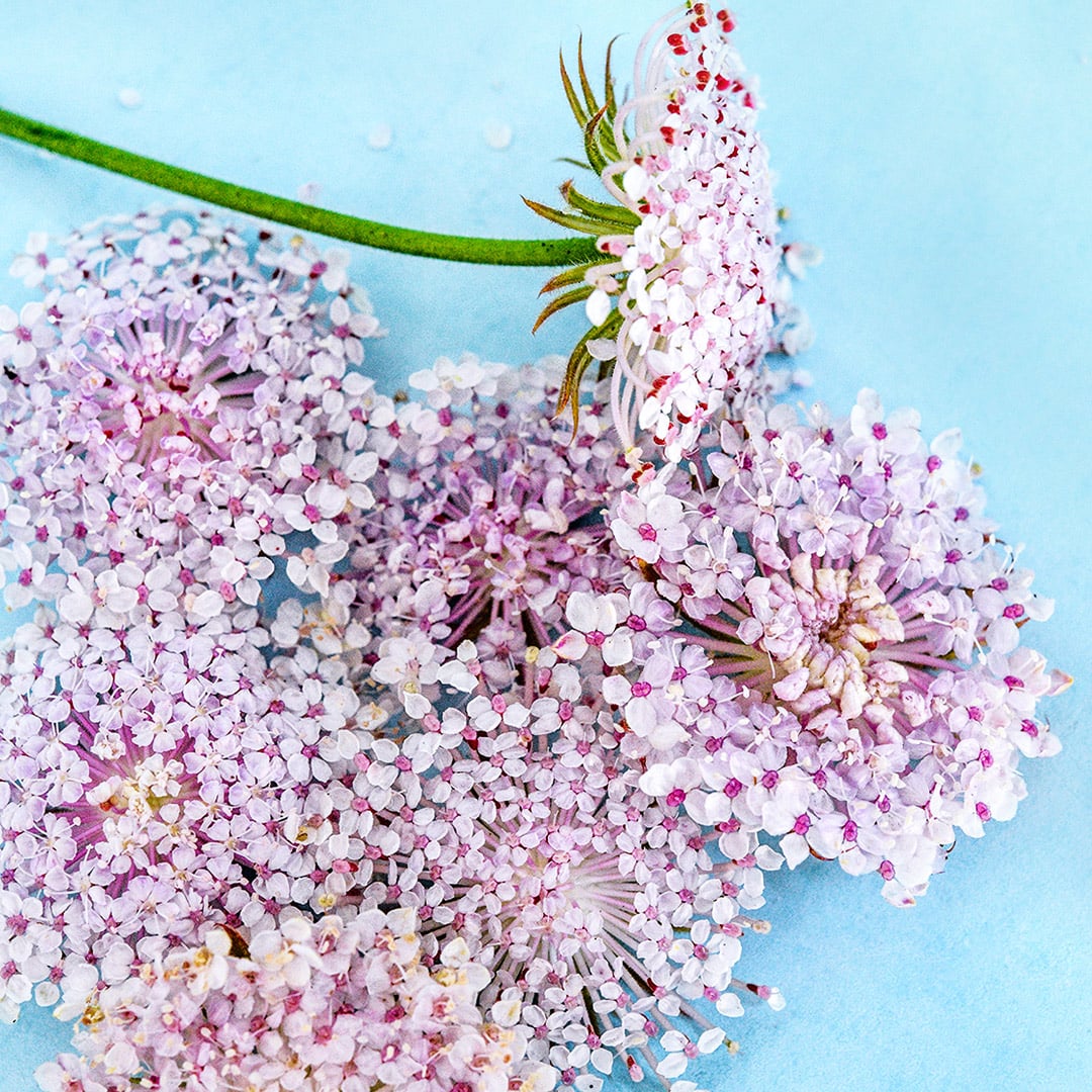 Pink Lace Flowers arranged on a light blue background.