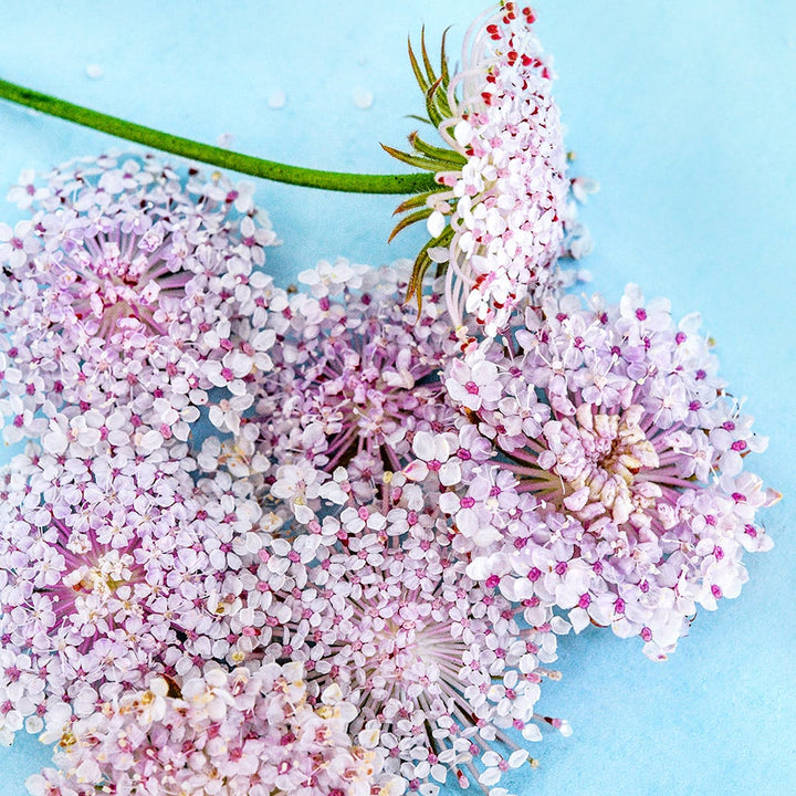 Pink Lace Flowers arranged on a light blue background.