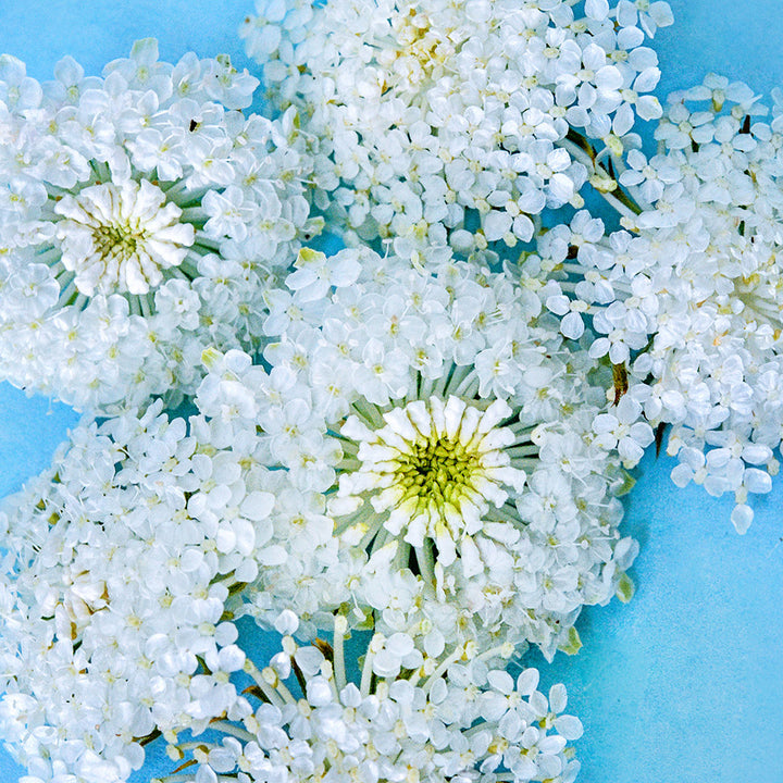 A close-up overhead view of White Lace Flowers on blue background.