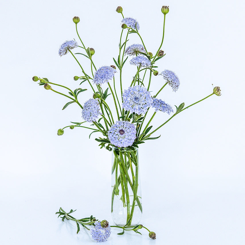 Blue Lace Flowers in a tall arrangement in a glass bud vase on a white background.
