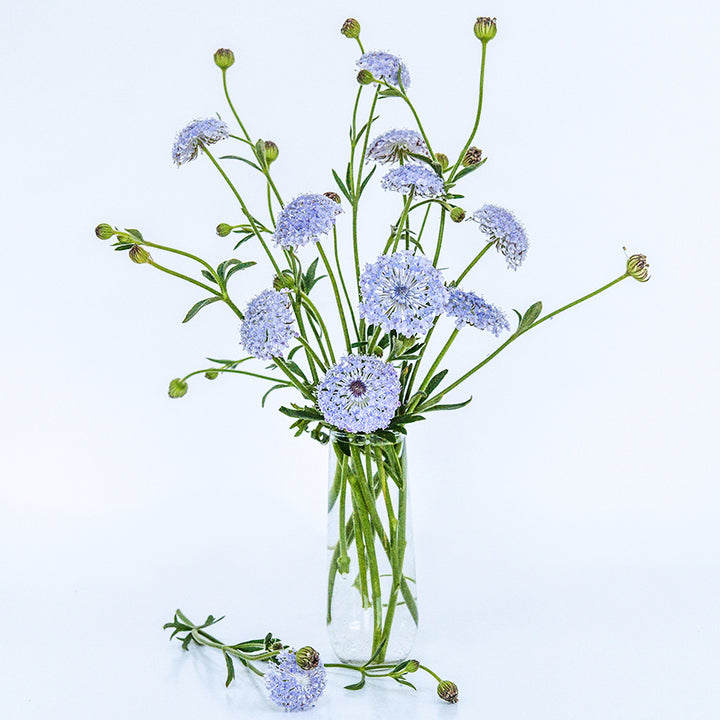 Blue Lace Flowers in a tall arrangement in a glass bud vase on a white background.