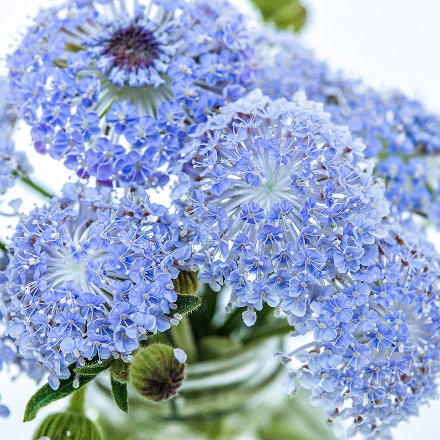 Close-up macro view of Blue Lace Flowers in a glass jar.