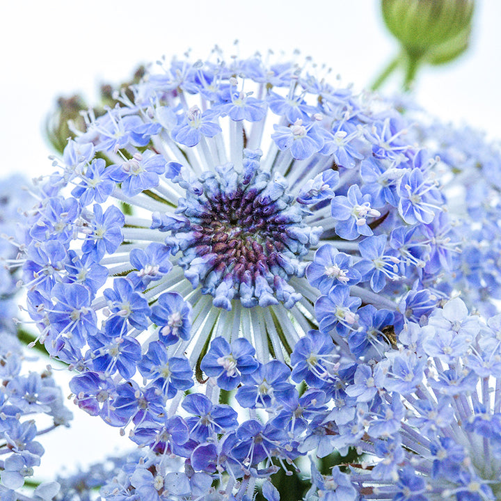 A close-up macro view of Blue Lace Flowers against a high key background.