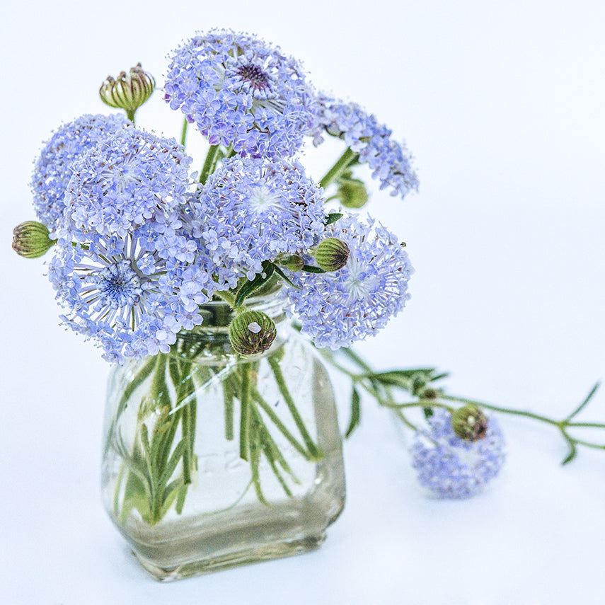 A floral arrangement of Blue Lace Flowers in a glass jar on white background.