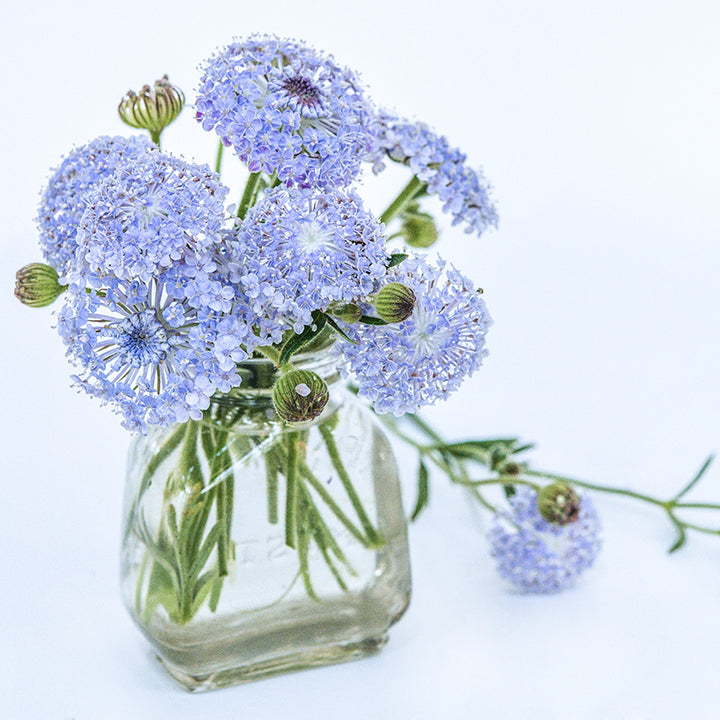 A floral arrangement of Blue Lace Flowers in a glass jar on white background.