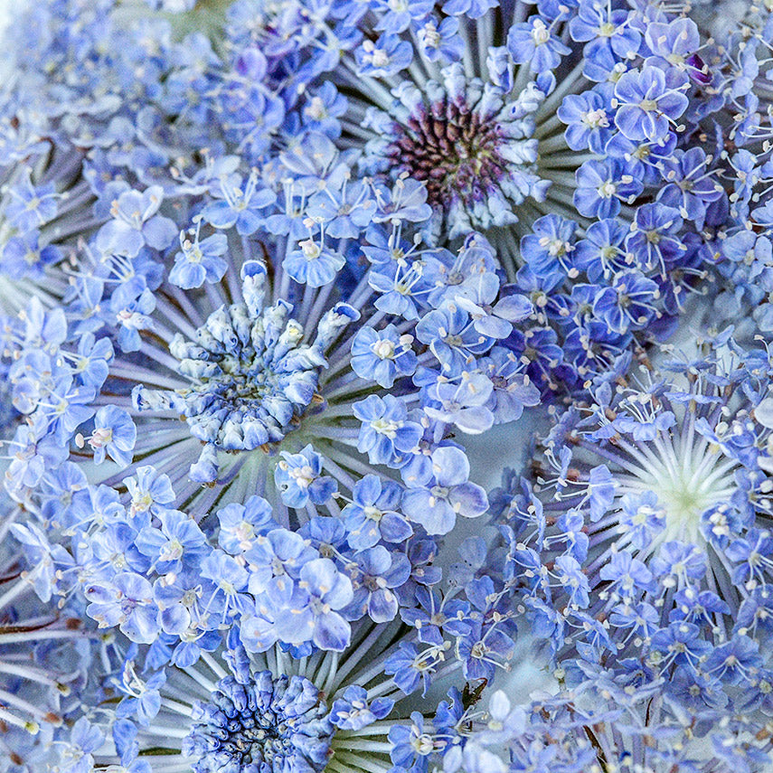 A close-up detailed view of Blue Lace Flowers.