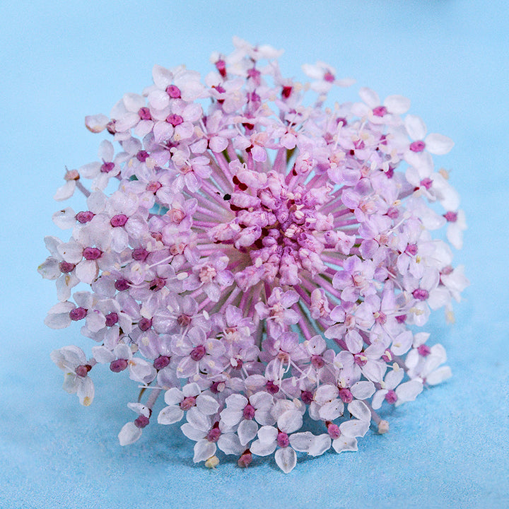 A single Pink Lace Flower resting on a light blue background.