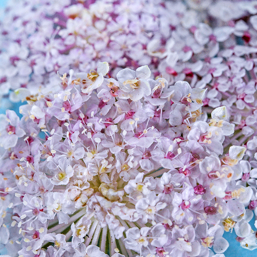 A detailed close-up macro view of Pink Lace Flowers.