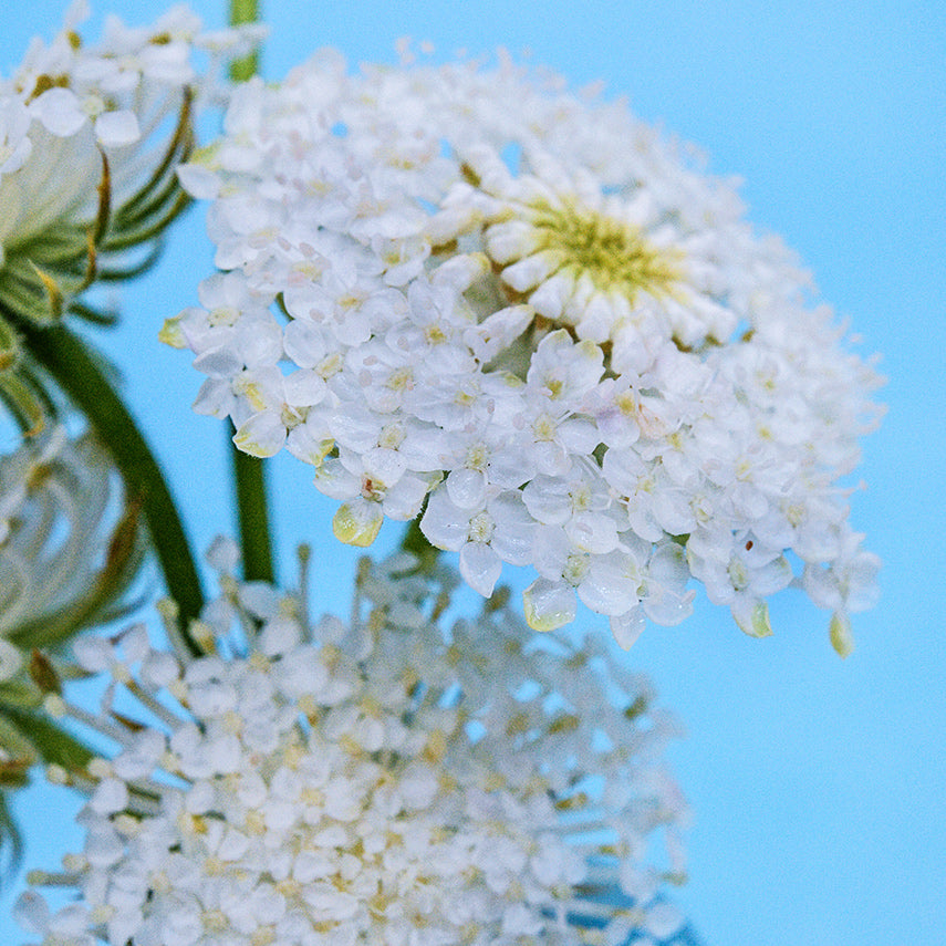 A close-up macro view of White Lace Flowers against a blue background.
