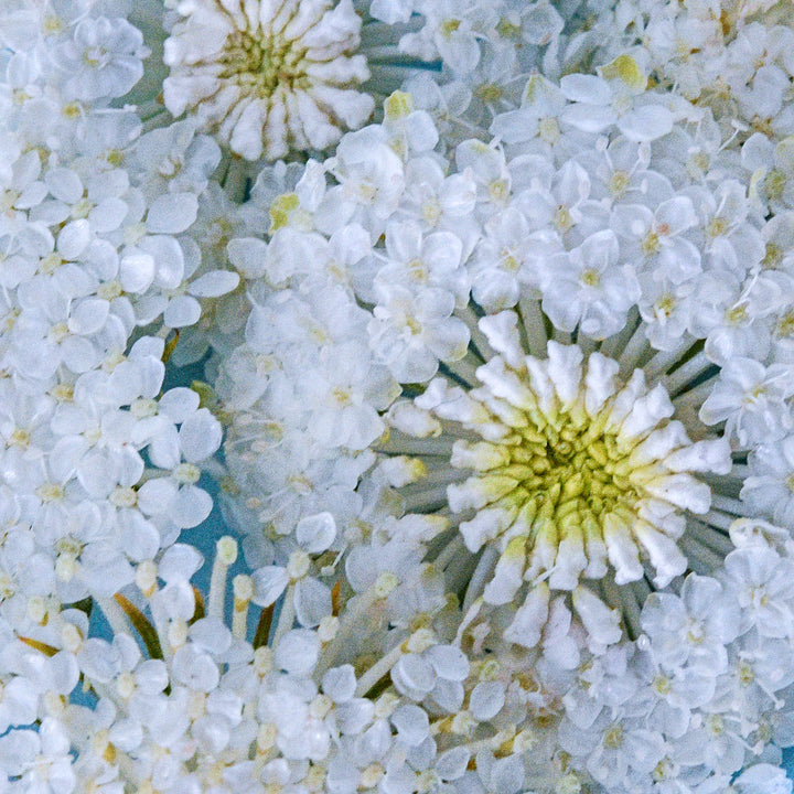 A detailed macro view of delicate White Lace Flowers on blue background.