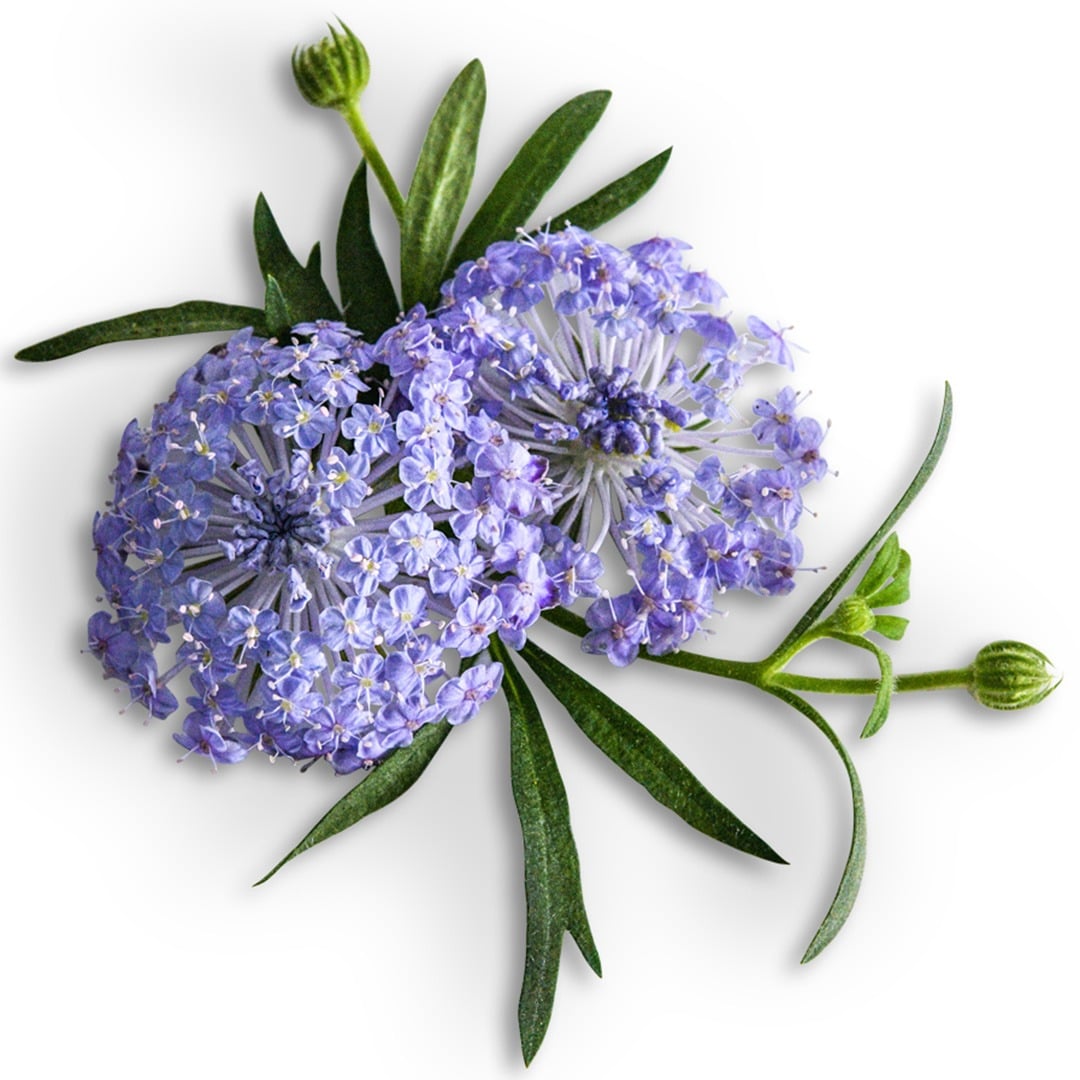 Blue Lace Flowers on a white background.