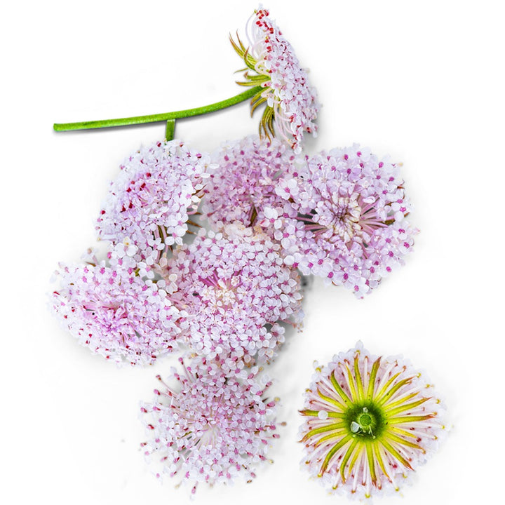 Pink Lace Flowers arranged on white background.
