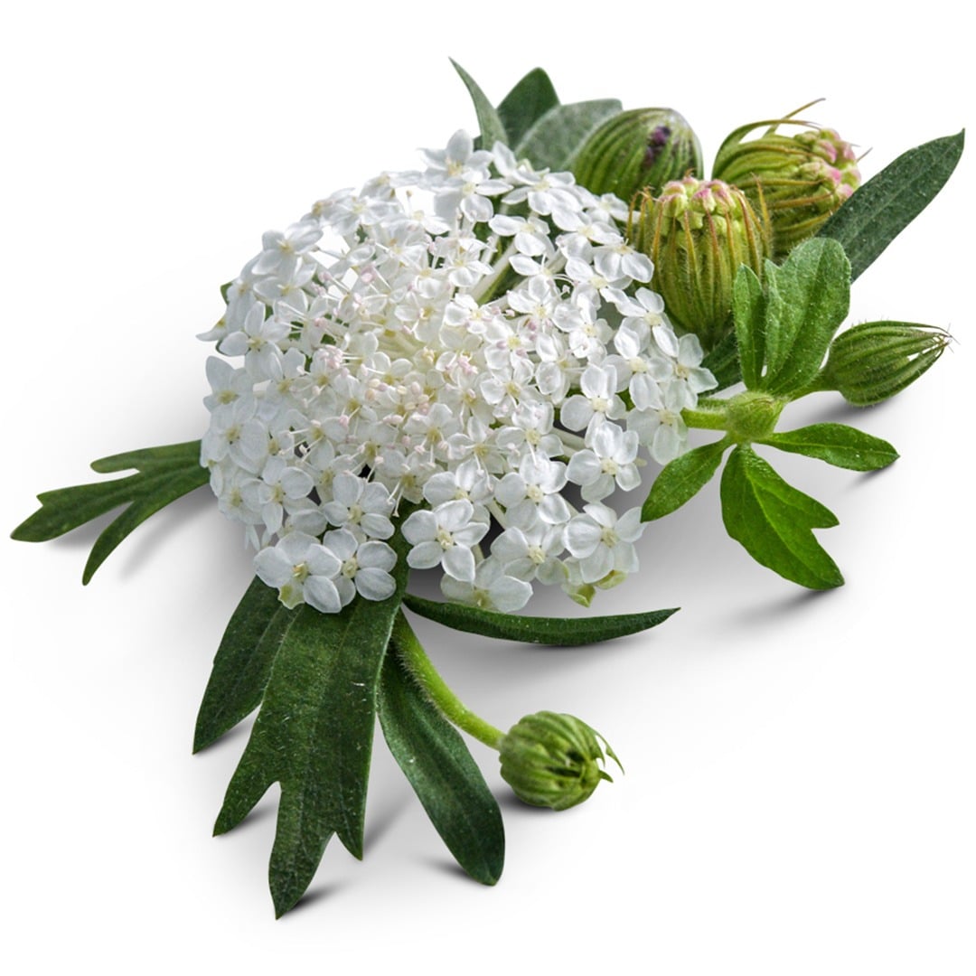 White Lace Flowers on a white background.
