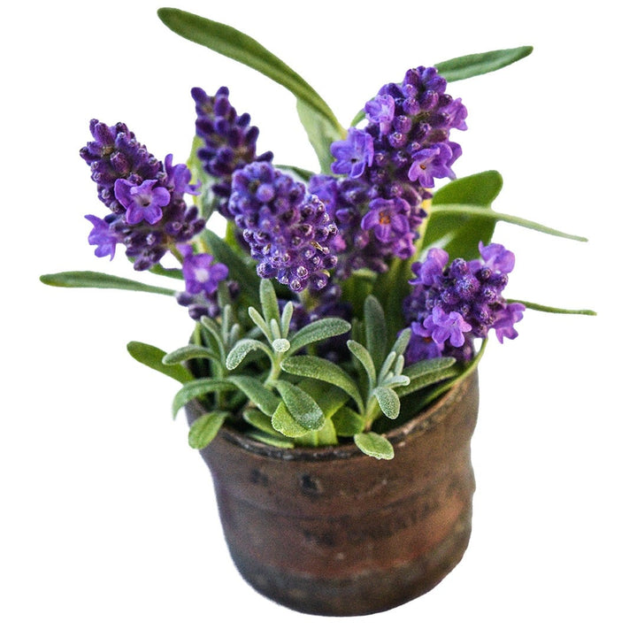 Ellagance Purple Lavender in tin vase on a white background.