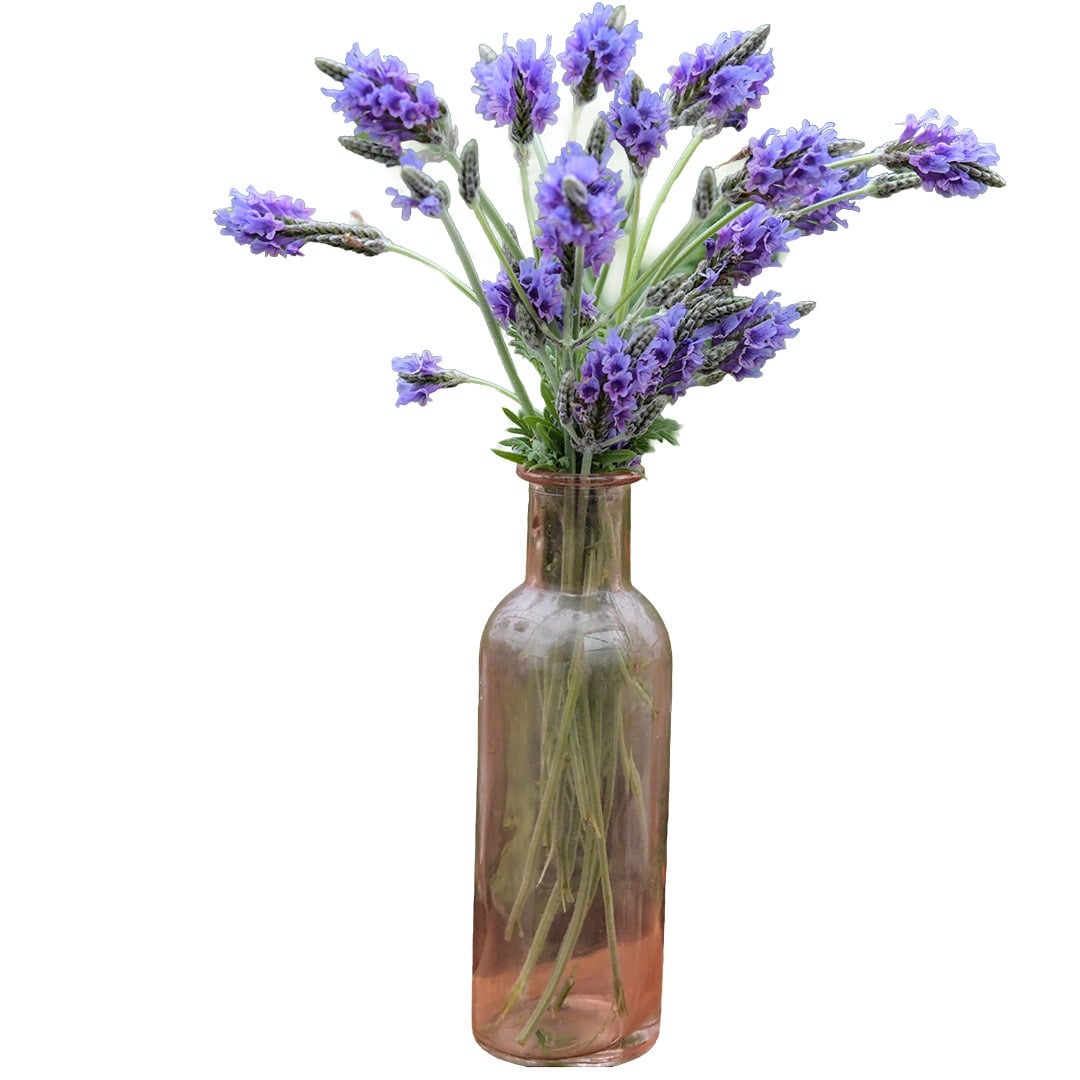 Origano Lavender in copper colored glass vase on a white background.