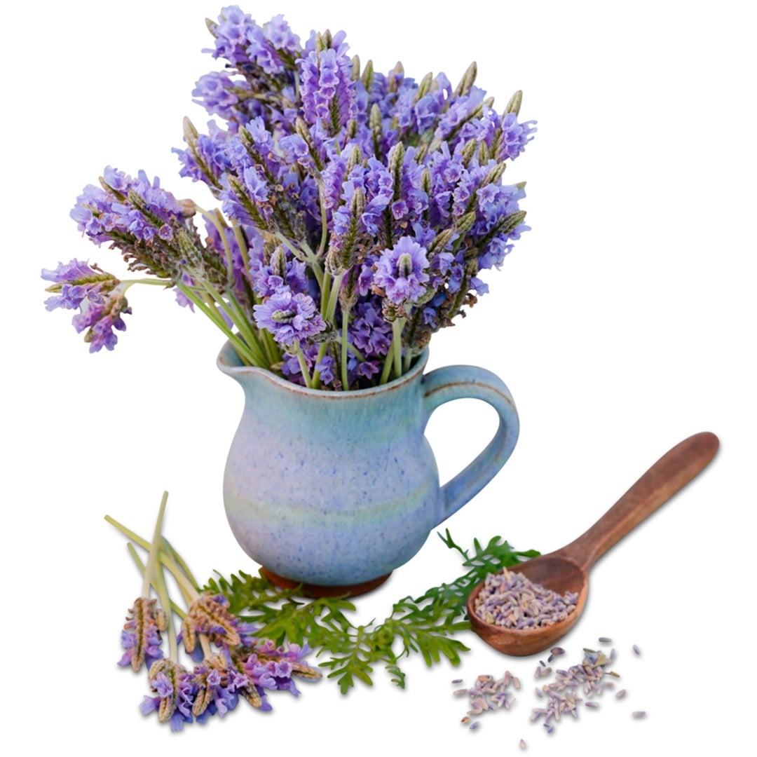 Blue Torch Lavender in a blue clay jug on a white background.