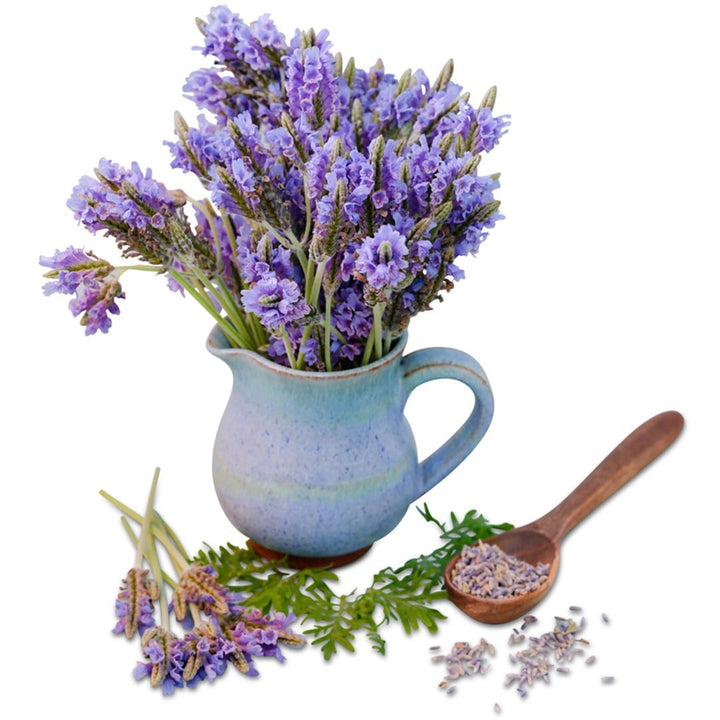 Blue Torch Lavender in a blue clay jug on a white background.