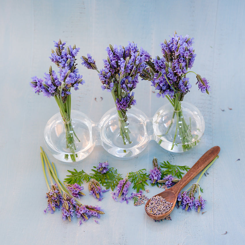 Lavender Seeds, Torch Blue