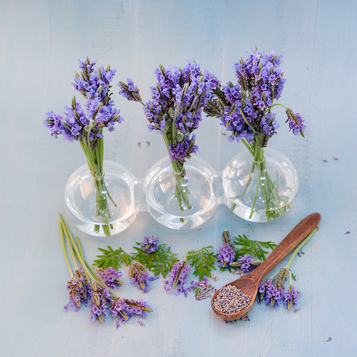 Lavender Seeds, Torch Blue