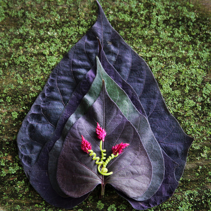 Purple toned Myanmar Purple Sweet Potato leaves on a mossy green background.