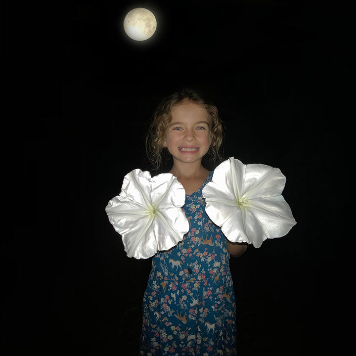 Moonflower Morning Glory under the moonlight.