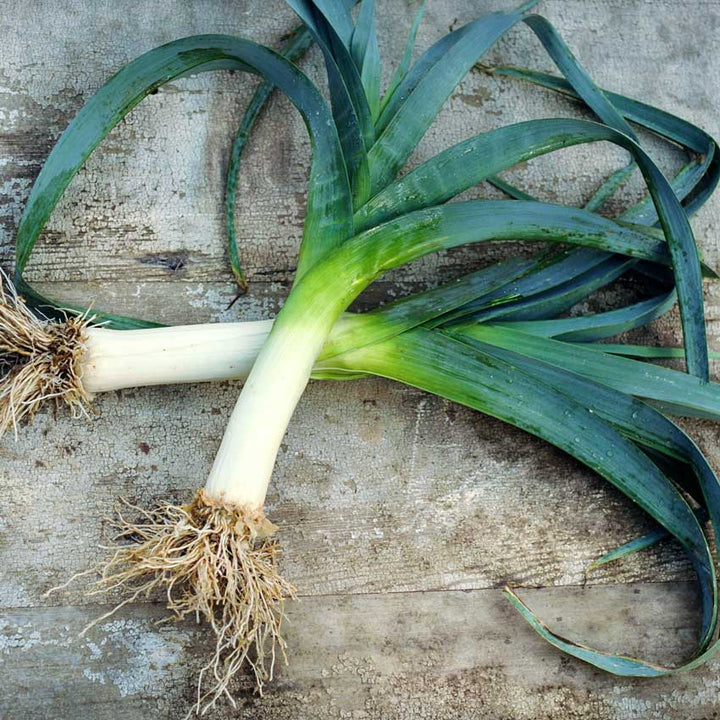 Autumn Giant Leek crisscrossing on wooden background