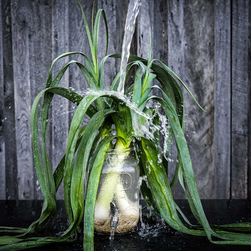 Running water splashing down on Carentan Leek in large jar