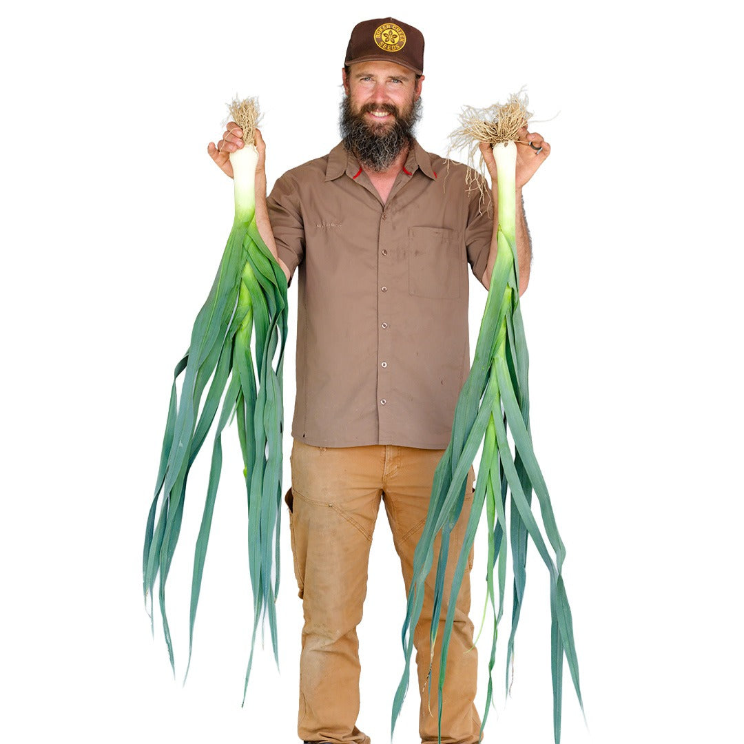 Farmer holds two Carentan Leeks on a white background.