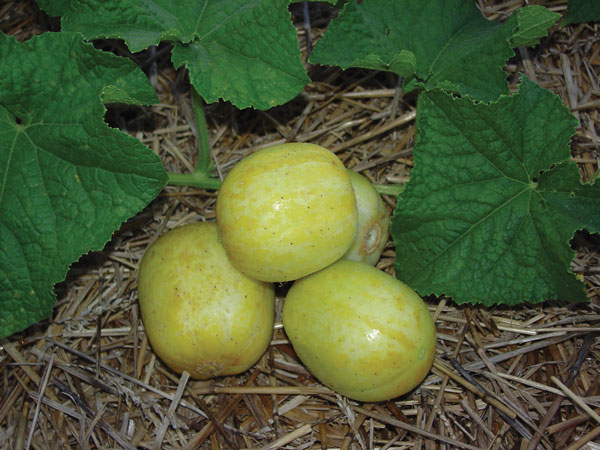 Cucumber Seeds, Lemon Cuke