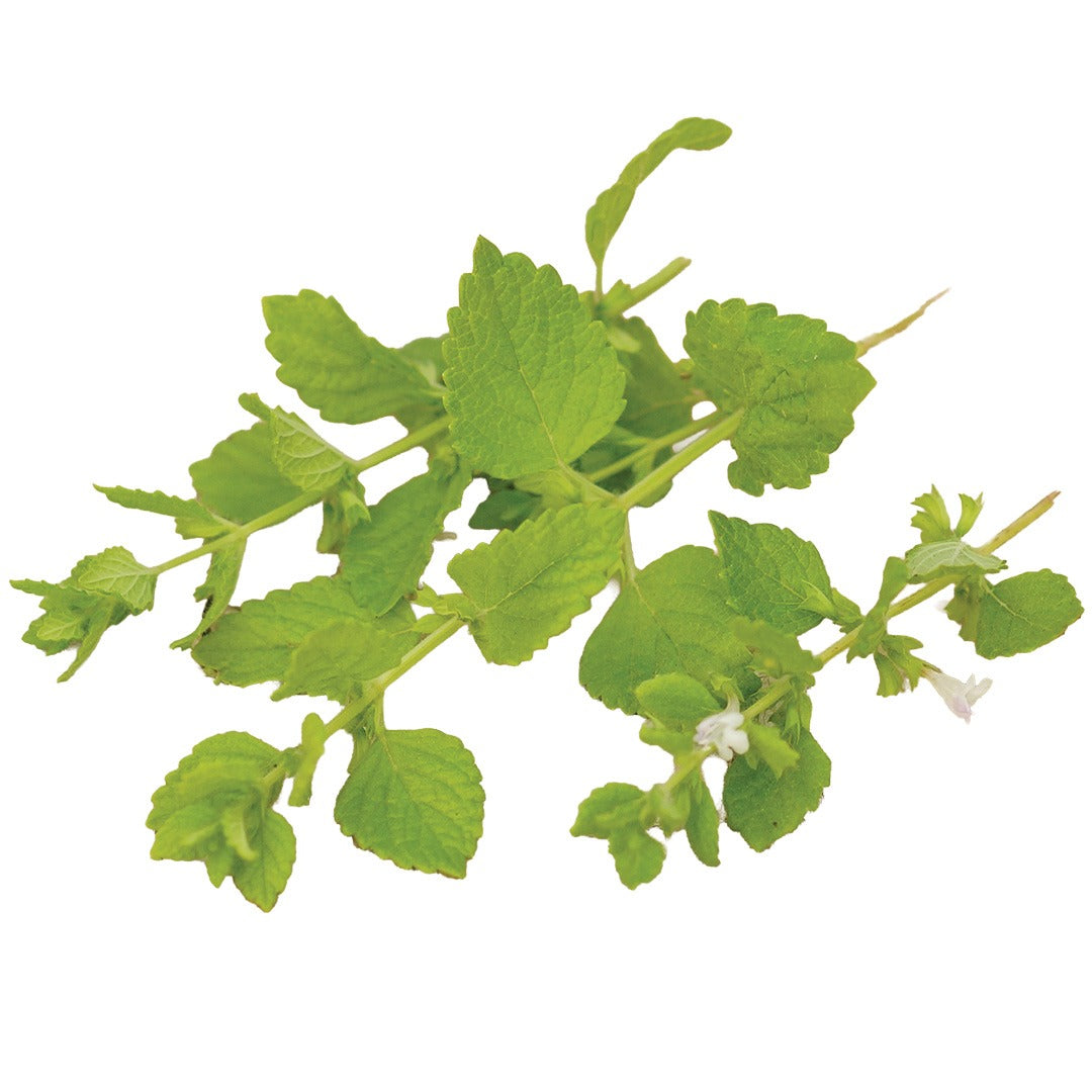 Green Lemon Balm leaves on a white background.