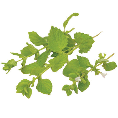 Lemon Balm Seeds, Green