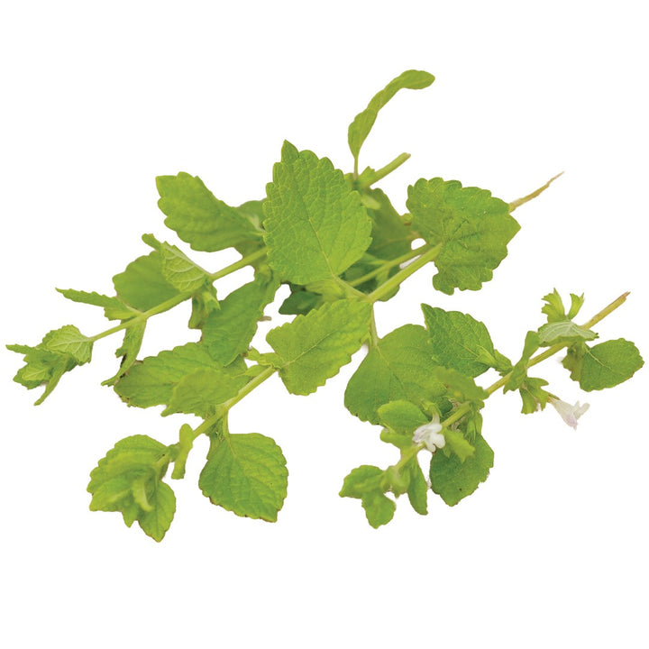Green Lemon Balm leaves on a white background.