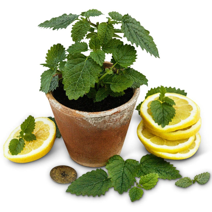 Limoncello Lemon Balm in a terracotta pot on a white background.
