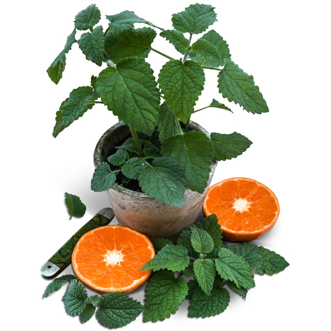 Mandarina Lemon Balm in a mini vintage pot with sliced mandarin oranges.