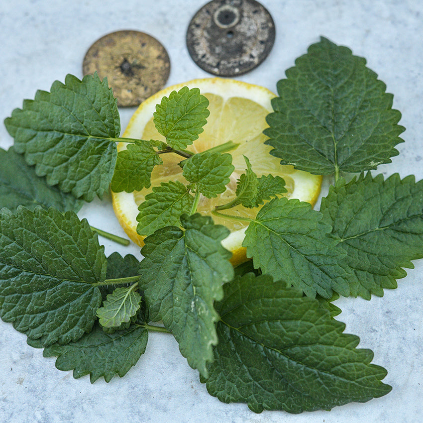 Limoncello Lemon Balm with lemon slice on blue speckled background.