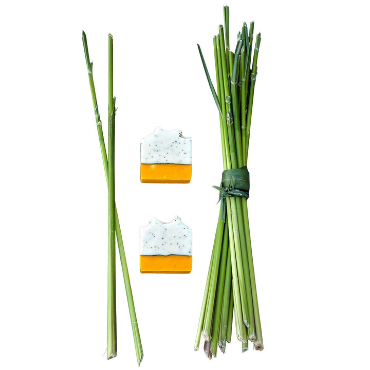 Lemongrass stalks with Lemon Poppyseed Soap on a white background.