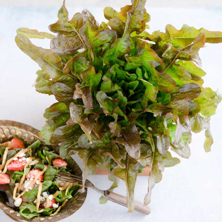 Bronze Beauty Lettuce leaves with a bowl of salad on a white background.
